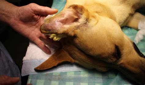 Aural Hematoma in Dogs Diagnosis and Treatment .